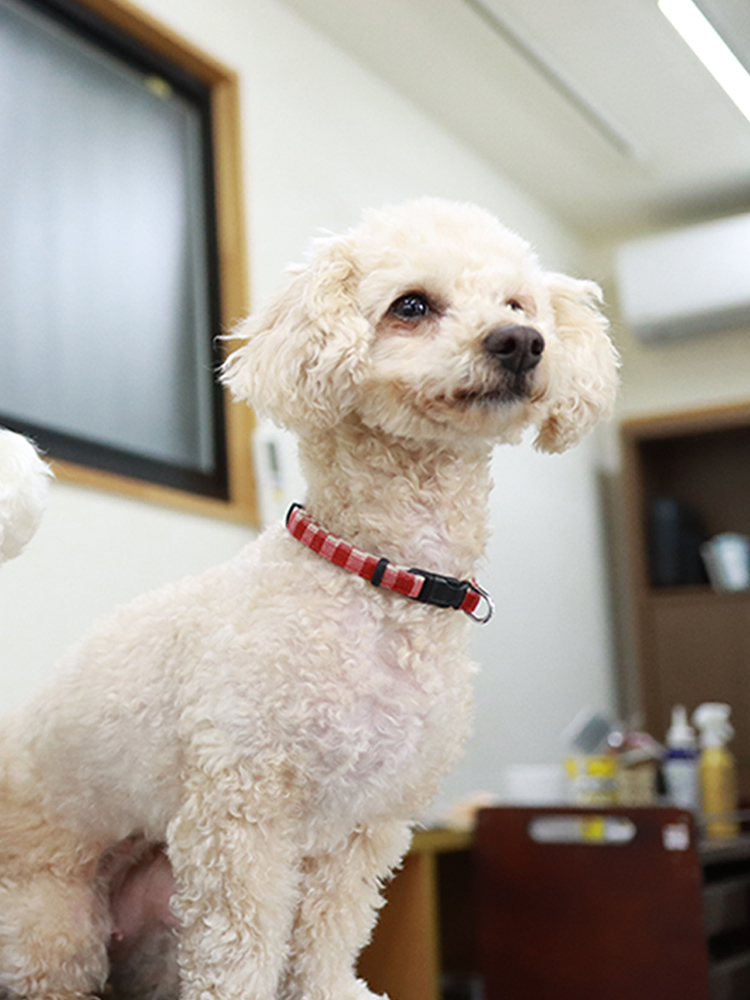 Dog Salon Wan 大阪府和泉市のアットホームな自宅型トリミングサロン