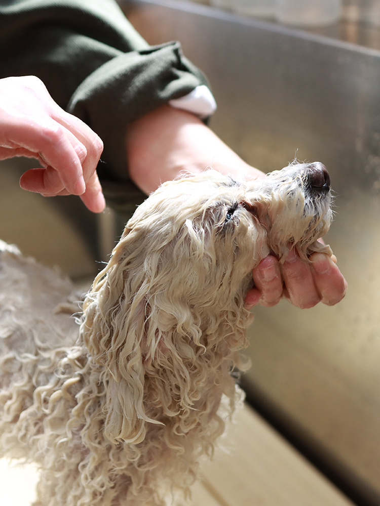 Dog Salon Wan 大阪府和泉市のアットホームな自宅型トリミングサロン